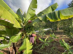 a bunch of bananas hanging from a banana tree at La Huerta in Tacoronte