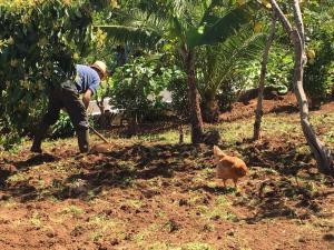 a man with a broom and a cat in a field at La Huerta in Tacoronte +1 photo