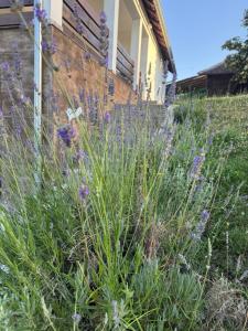 a garden with purple flowers in front of a house at Imanje Kovačević in Gornji Milanovac +61 photos