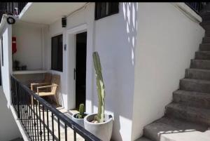 a staircase with a cactus in a pot on a house at Bello loft studio en el corazón de Tijuana in Tijuana