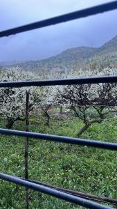 a view of a tree with white flowers on it at Stoph in Beni Mellal