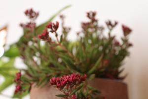 a plant with red flowers in a vase at A bright, centrally located apartment in Barraquero