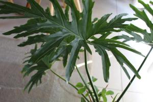 a green plant in a vase next to a wall at A bright, centrally located apartment in Barraquero