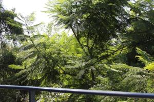 a view of a forest of trees and plants at A bright, centrally located apartment in Barraquero +2 photos