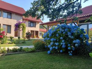 a large bush of blue flowers in a yard at Casa Stefi si Alexia in Polovragi