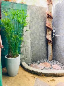 a plant in a pot next to a wall at Rooms at Maduka Restaurant in Ilandaiyadi +40 photos
