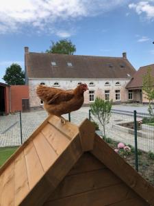 a chicken standing on top of a wooden roof at Hof Ten Beemd in Oudenaarde