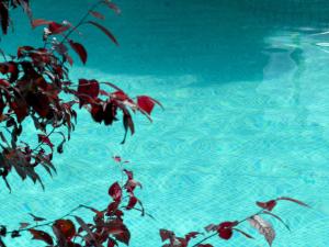 a reflection of a plant in a pool of water at Suputnyk in Rakhiv +2 photos