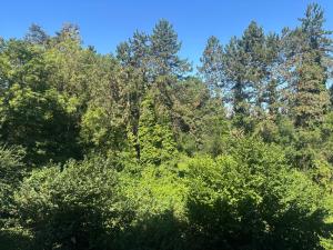 a group of trees with a blue sky in the background at Appartement Montalieu in Montalieu-Vercieu