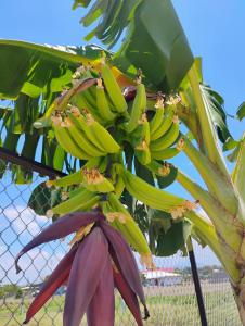 a bunch of bananas hanging from a banana tree at A-frame cabin in Parrita +4 photos