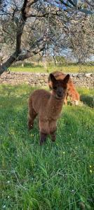 a baby lamb standing in a field of grass at Olive Garden Studio in Izola +2 photos