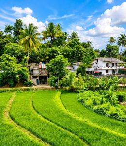 a rice field in front of a house at Nine Gems villa in Kandy