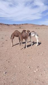 three horses are standing in a desert field at Camp la mer de sable in Mhamid