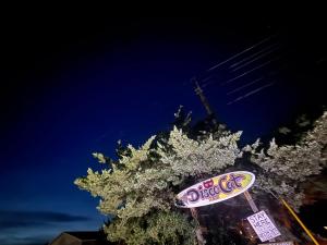 a tree with a sign on top of it at night at DiscoCat Studios in Ocracoke