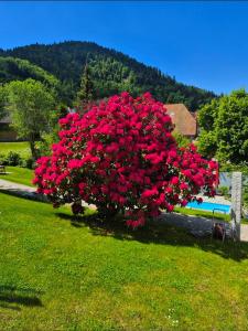 a bush of red flowers sitting next to a bench at Haus Hees - Urlaub im Gletscherkessel Präg in Todtnau