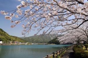 a tree with pink cherry blossoms over a lake at 民泊豊久 in Nigō +16 photos