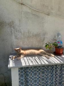 Eine orangefarbene Katze liegt auf einem Tisch neben einer Wand in der Unterkunft Nido Mediterraneo in Procida