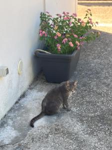 Eine Katze sitzt auf dem Boden neben einem Blumentopf. in der Unterkunft Nido Mediterraneo in Procida