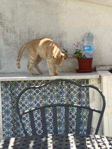 Eine Katze läuft auf einem Tisch neben einer Pflanze. in der Unterkunft Nido Mediterraneo in Procida