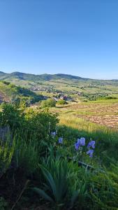 a field with blue flowers on the side of a hill at L'orée du vignoble in Vaux-en-Beaujolais