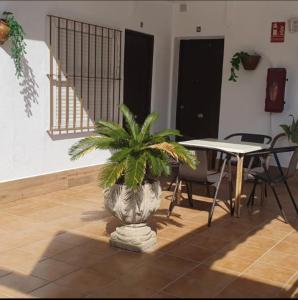a plant in a large vase in a room at Hostal la Campa in Chiclana de la Frontera