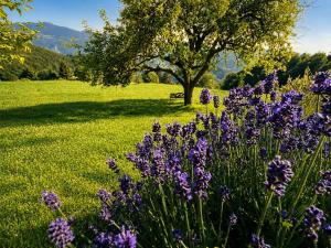 a field of purple flowers with a bench in the background at Apartment Boris Sveta Planina in Knezdol