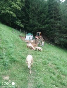 a group of sheep in a field with a tent at Tente tout confort in Sarrancolin +4 photos