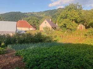 a farm with a field of plants and buildings at Seosko domaćinstvo Aprcović in Plužine +26 photos