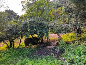 a wooden bench in a field with trees and grass at Sitio Viração in Bonito
