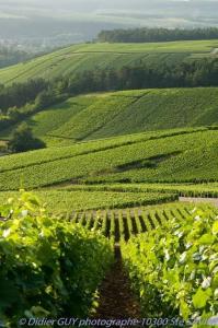 an aerial view of a field of green crops at Le Comptoir du Relais in Beine