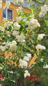a tree with white flowers in front of a building at Pokoje gościnne Małgorzata Dąbrowska in Kołobrzeg