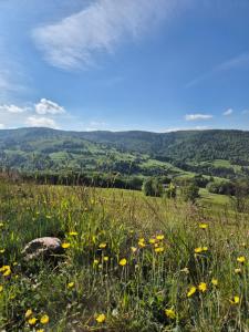 a field of grass with yellow flowers in the foreground at Au Calme Des Vosges in Fresse-sur-Moselle
