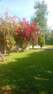 a group of trees with red flowers in a park at Hospedaje restaurant Sr de Sipan in Sipán