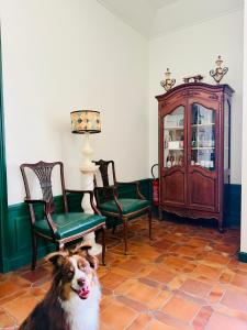 a dog sitting in a room with chairs and a cabinet at La Maison au toit vert in Espalion