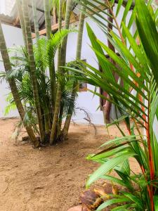 a group of palm trees on a sandy beach at The Woodnest in Arugam Bay