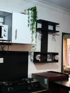 a kitchen with a green plant hanging from the wall at Kilifi Tulivu in Kilifi
