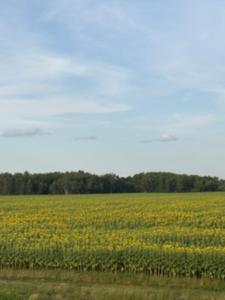 a field of yellow flowers in a field at Apartament u Anitki in Trzebnica