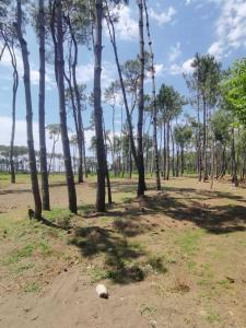 a forest of trees with a rock in the middle at Levani Cottages in Ureki