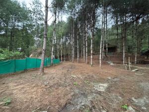 a dirt yard with trees and a green fence at Camp Pineyard Ziro in Ziro