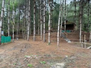 a building in the middle of a forest with trees at Camp Pineyard Ziro in Ziro