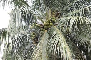 a palm tree with a bunch of green coconuts on it at Joli Cocon in Baie-Mahault