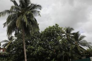 two palm trees standing in front of some trees at Joli Cocon in Baie-Mahault +3 photos