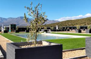 a plant in a black planter next to a pool at Chalet Duiker in Ladismith