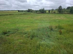 a field of green grass with trees in the background at Ferienwohnung Nordseewind in Aventoft
