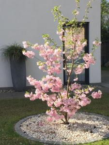 a tree with pink flowers in a circle of rocks at Lakeview Appartements in Zeuthen