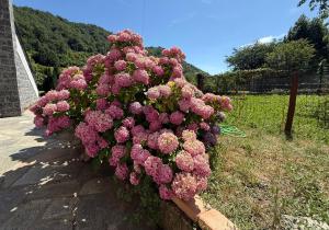 a bunch of pink flowers on a fence at Casa Ninni in Casalino