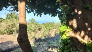 a view through the branches of a tree at Casa rustica in SantʼAlfio