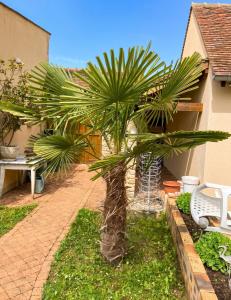 a palm tree in a yard next to a house at Charmant studio avec terrasse à Chenou, 20 m² in Chenou