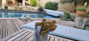 a plant sitting on a table next to a pool at La Remise in Vergèze