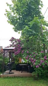 a picnic table and a tree with purple flowers at Purje in Pärnu